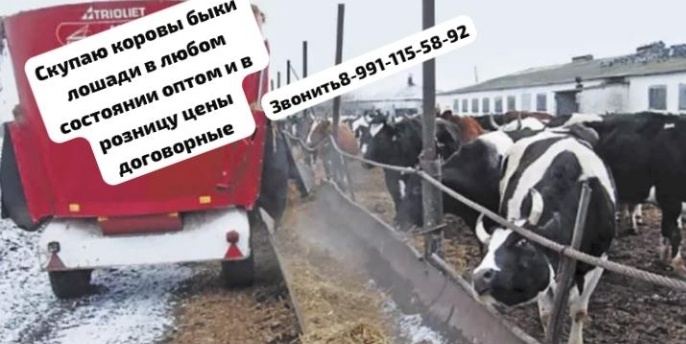 КУПЛЮ КОРОВ КРС ЛЮБЫХ