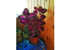 Тольятти. Продаю Колеус Блюма Coleus blumei.