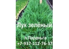 Продам зелный лук